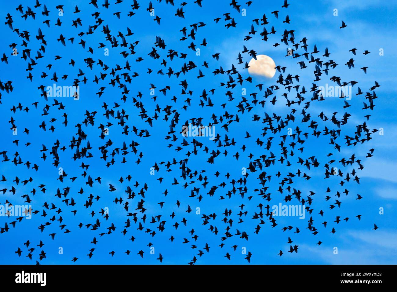 common starling (Sturnus vulgaris), flock of starlings in flight before the full moon, Switzerland Stock Photo