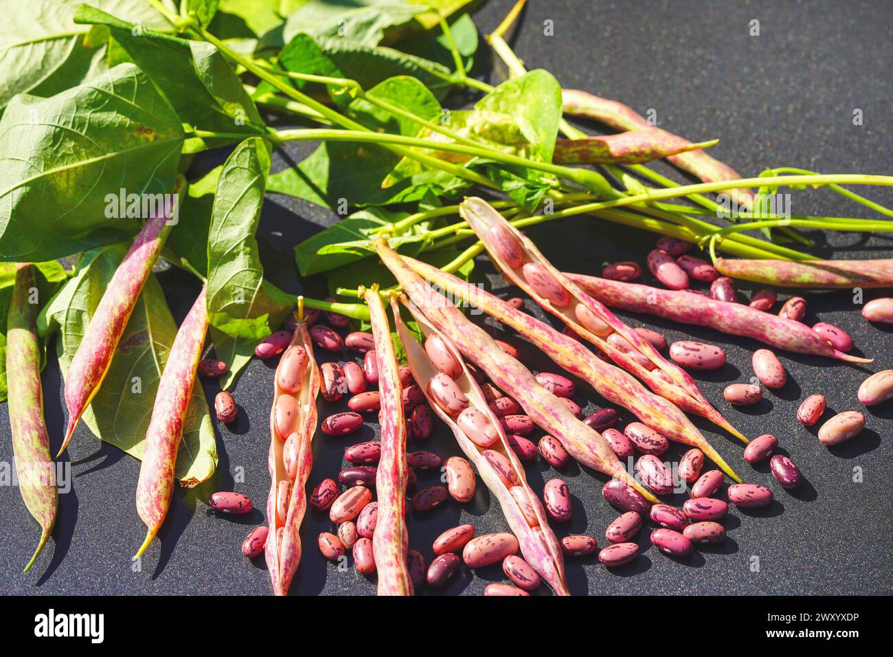 bush bean (Phaseolus vulgaris var. nanus), red Beans at the plant Stock Photo