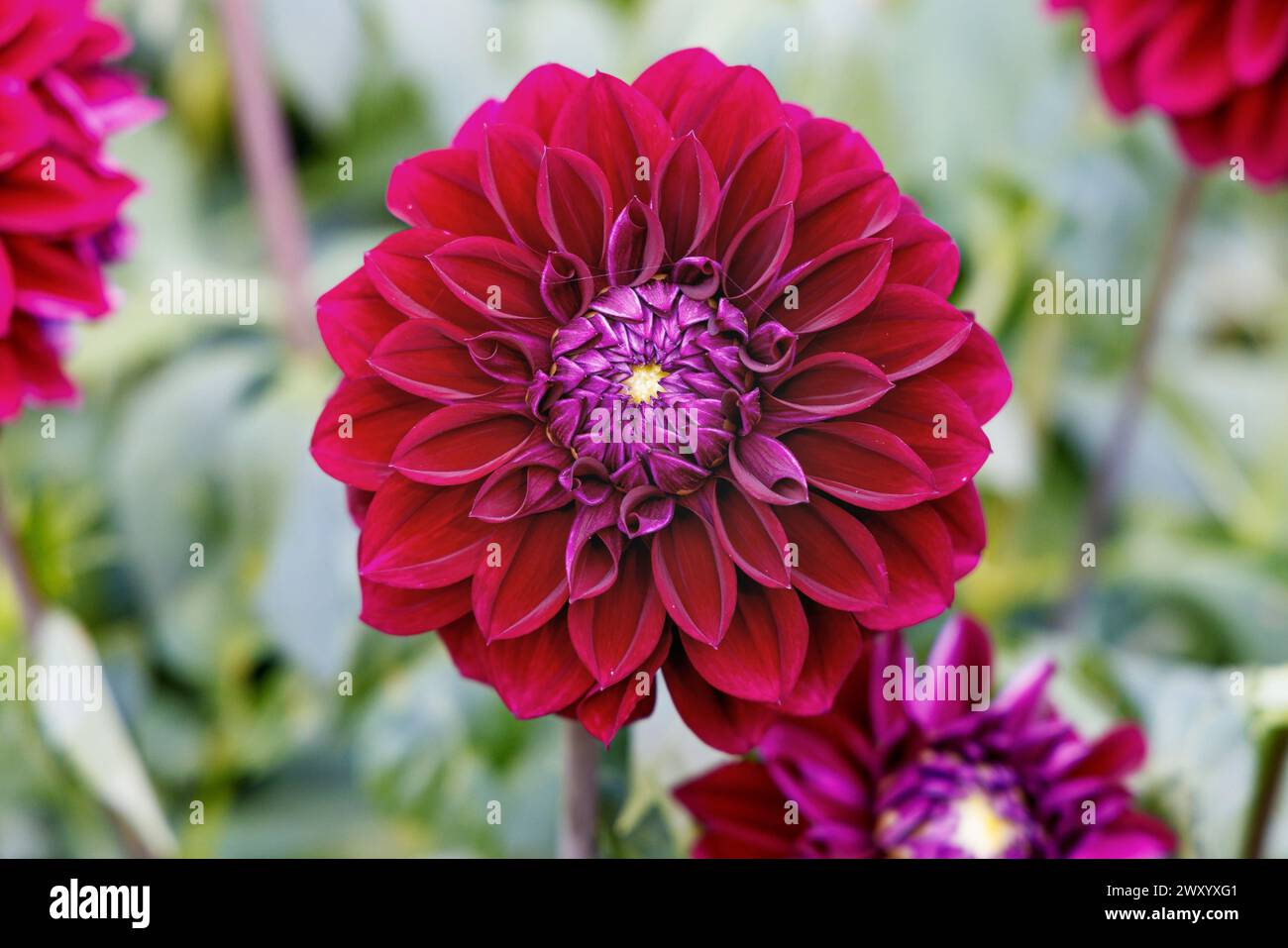 decorative georgina (Dahlia 'Diva', Dahlia Diva), flowers, cultivar Diva Stock Photo