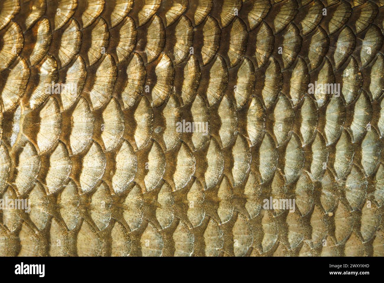 chub (Leuciscus cephalus), fish scales, detail, Germany Stock Photo