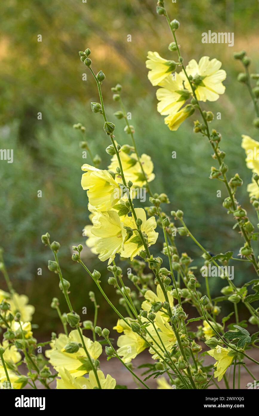 Rugose Hollyhock, Hairy Hollyhock, Yellow Hollyhock (Alcea rugosa), blooming, Europe, Bundesrepublik Deutschland Stock Photo