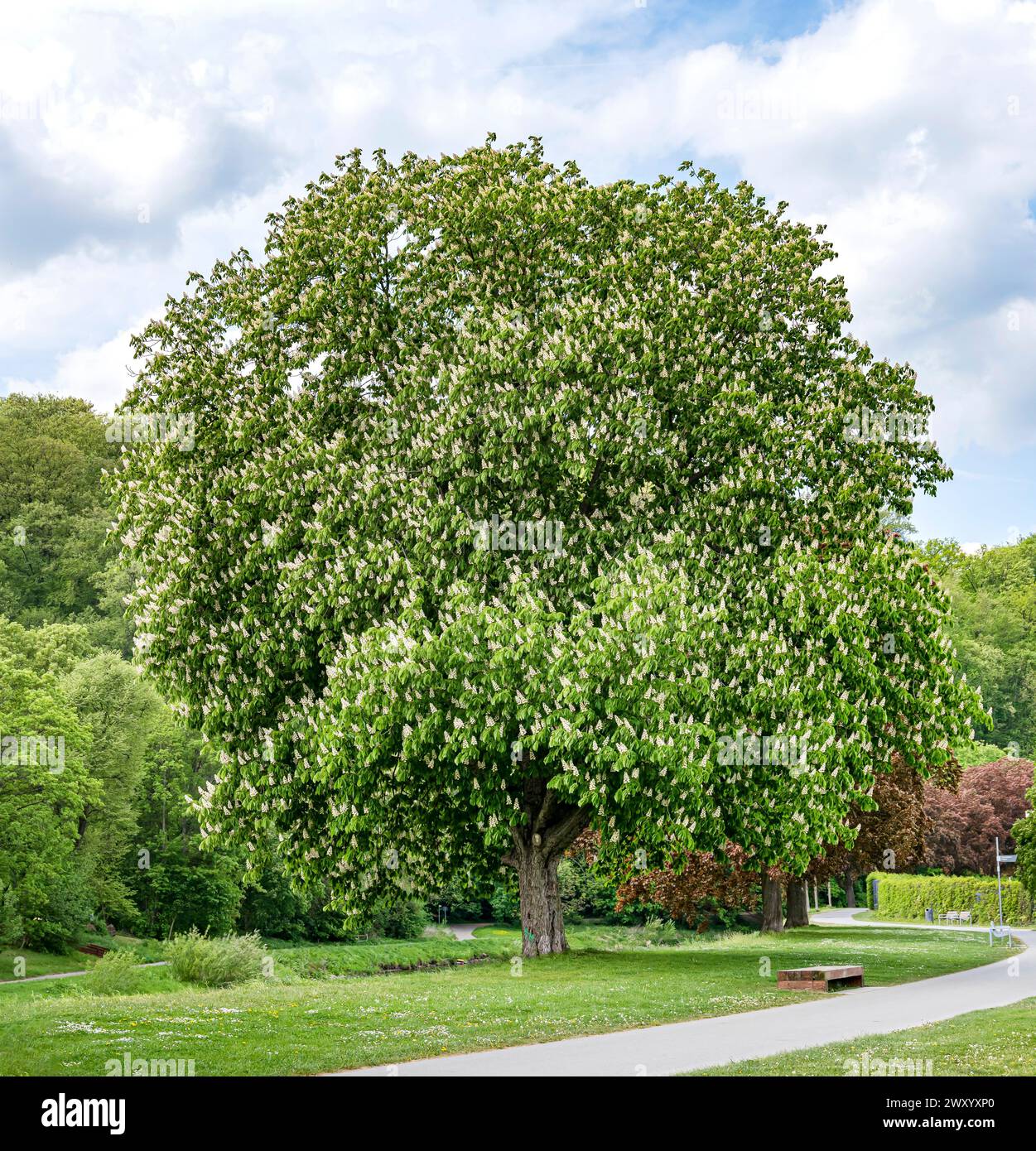 common horse chestnut (Aesculus hippocastanum), blossoming tree in a park, Europe, Bundesrepublik Deutschland Stock Photo