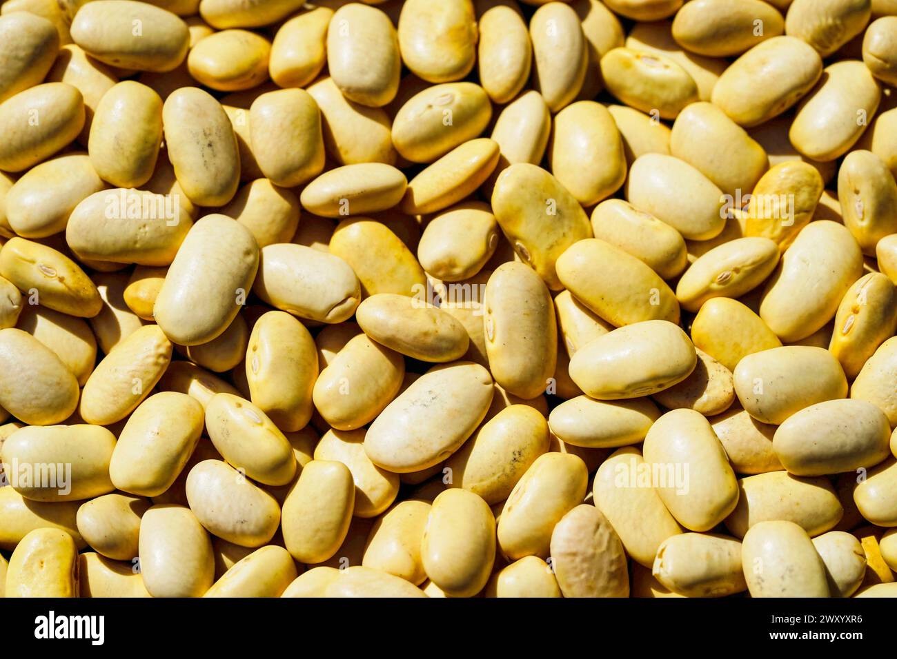 bush bean (Phaseolus vulgaris var. nanus), bean, seeds Stock Photo