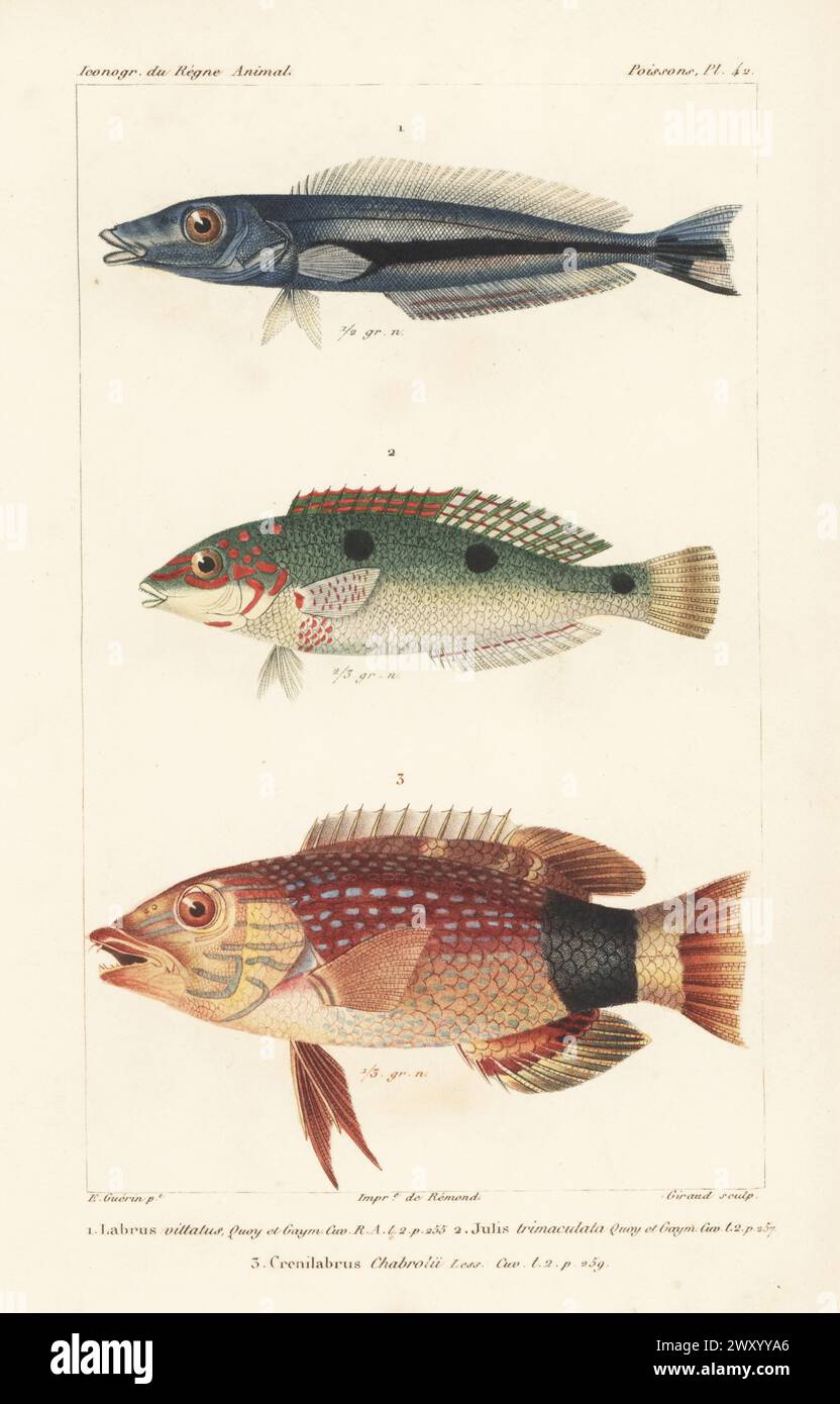 Cuckoo wrasse, Labrus mixtus 1, three-spot wrasse, Halichoeres trimaculatus 2, and black-banded hogfish, Bodianus macrourus 3. Handcoloured stipple copperplate engraving by Eugene Giraud after an illustration by Felix-Edouard Guérin-Méneville from Guérin-Méneville’s Iconographie du règne animal de George Cuvier, Iconography of the Animal Kingdom by George Cuvier, J. B. Bailliere, Paris, 1829-1844. Stock Photo