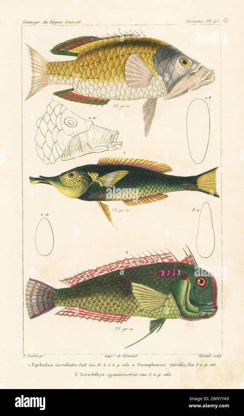 Slingjaw wrasse, Epibulus insidiator 1, bird wrasse, Gomphosus varius 2, and fivefinger wrasse, Iniistius pentadactylus 3. Handcoloured stipple copperplate engraving by Eugene Giraud after an illustration by Felix-Edouard Guérin-Méneville from Guérin-Méneville’s Iconographie du règne animal de George Cuvier, Iconography of the Animal Kingdom by George Cuvier, J. B. Bailliere, Paris, 1829-1844. Stock Photo