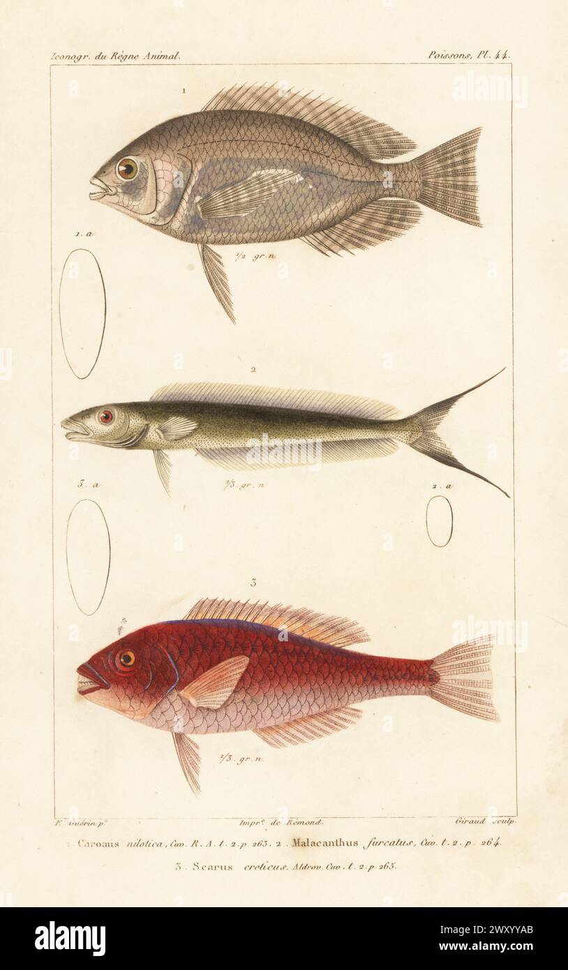 Nile tilapia, Oreochromis niloticus 1, sand tilefish, Malacanthus plumieri 2, and Mediterranean parrotfish, Sparisoma cretense 3. Handcoloured stipple copperplate engraving by Eugene Giraud after an illustration by Felix-Edouard Guérin-Méneville from Guérin-Méneville’s Iconographie du règne animal de George Cuvier, Iconography of the Animal Kingdom by George Cuvier, J. B. Bailliere, Paris, 1829-1844. Stock Photo