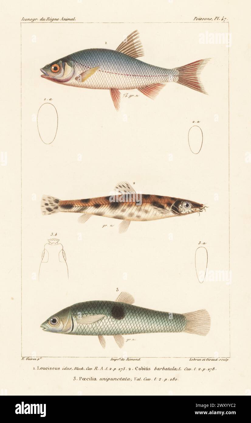 Ide or orfe, Leuciscus idus 1, stone loach, Barbatula barbatula 2, and southern molly, Poecilia vivipara 3. Handcoloured stipple copperplate engraving by Eugene Giraud after an illustration by Felix-Edouard Guérin-Méneville from Guérin-Méneville’s Iconographie du règne animal de George Cuvier, Iconography of the Animal Kingdom by George Cuvier, J. B. Bailliere, Paris, 1829-1844. Stock Photo