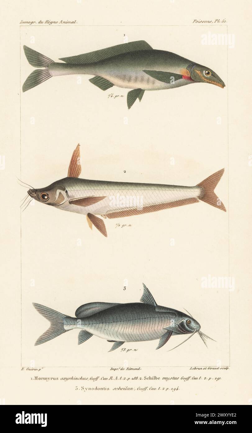 Elephant-snout fish, Mormyrus kannume 1, African butter catfish, Schilbe mystus 2, and red tailed synodontis or mandi, Synodontis clarias 3. Handcoloured stipple copperplate engraving by Eugene Giraud after an illustration by Felix-Edouard Guérin-Méneville from Guérin-Méneville’s Iconographie du règne animal de George Cuvier, Iconography of the Animal Kingdom by George Cuvier, J. B. Bailliere, Paris, 1829-1844. Stock Photo