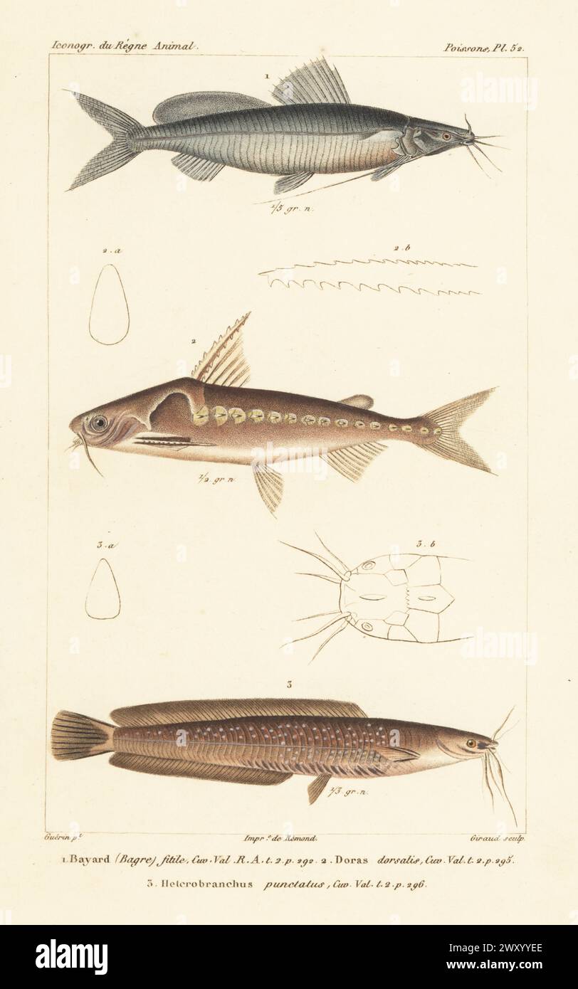 Bayad, Bagrus bajad 1, rock-bacu, Lithodoras dorsalis 2, and   channel catfish, Ictalurus punctatus? 3. Handcoloured stipple copperplate engraving by Eugene Giraud after an illustration by Felix-Edouard Guérin-Méneville from Guérin-Méneville’s Iconographie du règne animal de George Cuvier, Iconography of the Animal Kingdom by George Cuvier, J. B. Bailliere, Paris, 1829-1844. Stock Photo