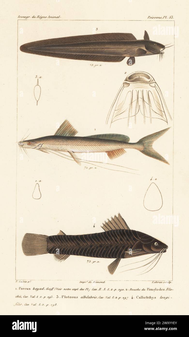 Bayad, Bagrus bajad 1, Pimelodus blochii mouth 2, whitelipped eel-catfish, Paraplotosus albilabris 3, and black marble hoplo, Megalechis thoracata 4. Handcoloured stipple copperplate engraving by Eugene Giraud after an illustration by Felix-Edouard Guérin-Méneville from Guérin-Méneville’s Iconographie du règne animal de George Cuvier, Iconography of the Animal Kingdom by George Cuvier, J. B. Bailliere, Paris, 1829-1844. Stock Photo