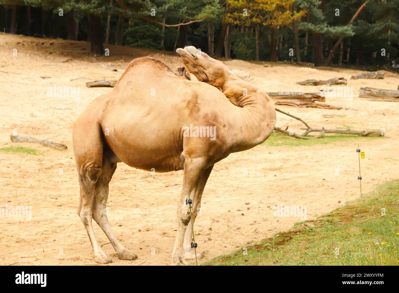 Camel scratching its head with a comical expression, showcasing its flexible neck and amusing behavior. Funny camel scratching its head Stock Photo