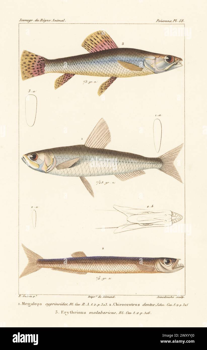 Indo-Pacific tarpon, Megalops cyprinoides 1, wolf herring, Chirocentrus dentex 2, and wolf fish or trahira, Hoplias malabaricus 3. Handcoloured stipple copperplate engraving by Eugene Giraud after an illustration by Felix-Edouard Guérin-Méneville from Guérin-Méneville’s Iconographie du règne animal de George Cuvier, Iconography of the Animal Kingdom by George Cuvier, J. B. Bailliere, Paris, 1829-1844. Stock Photo