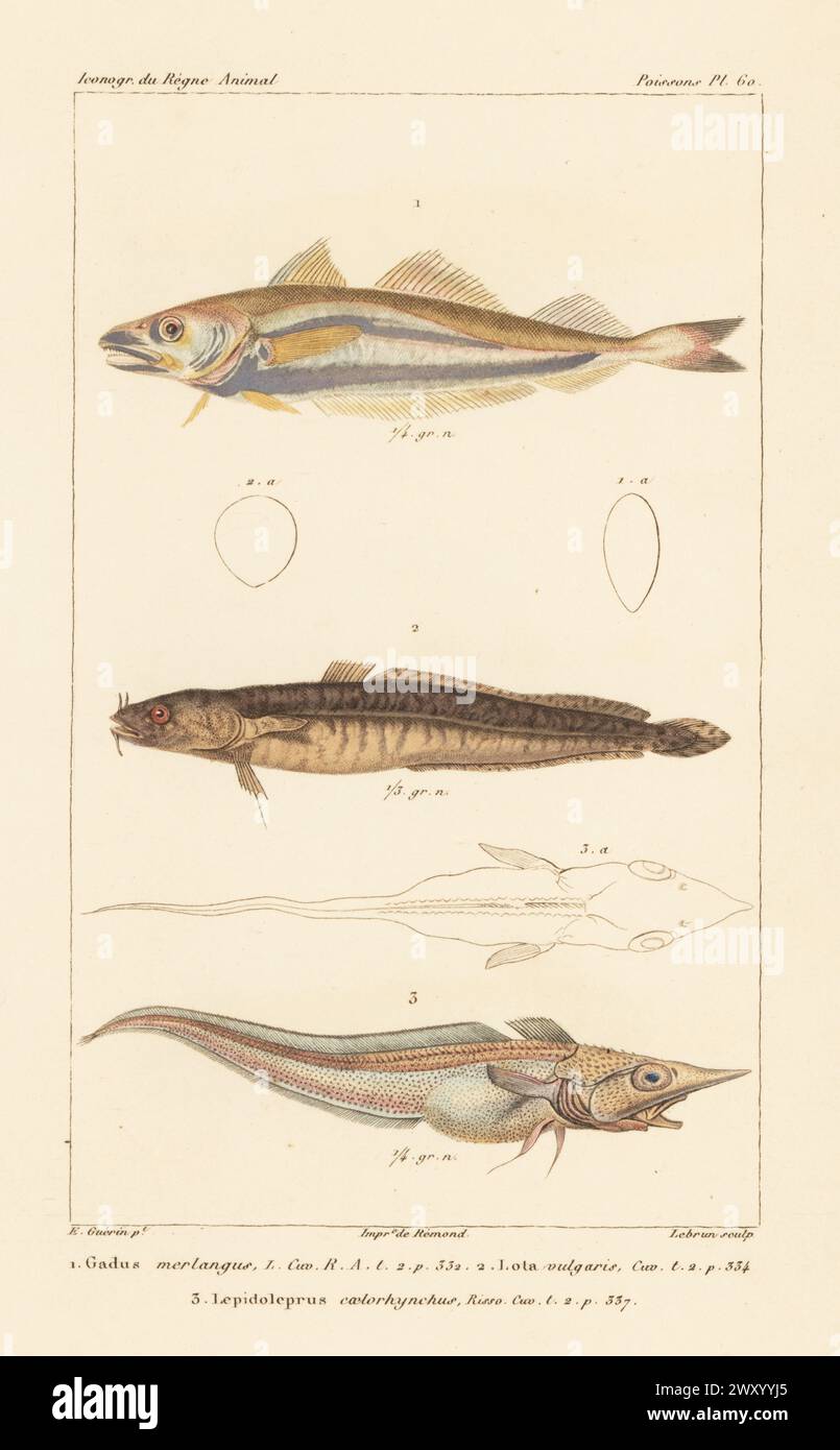 Whiting, Merlangius merlangus 1, burbot, Lota lota 2, and  hollowsnout grenadier, Coelorinchus caelorhincus 3. Handcoloured stipple copperplate engraving by Eugene Giraud after an illustration by Felix-Edouard Guérin-Méneville from Guérin-Méneville’s Iconographie du règne animal de George Cuvier, Iconography of the Animal Kingdom by George Cuvier, J. B. Bailliere, Paris, 1829-1844. Stock Photo