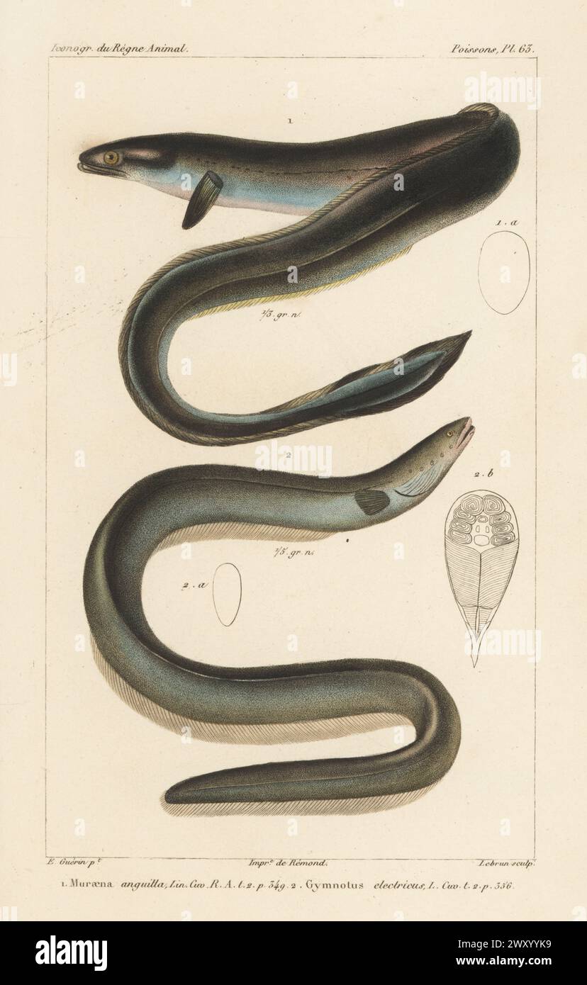 Critically endangered European eel, Anguilla anguilla 1, and electric eel, Electrophorus electricus 2. Handcoloured stipple copperplate engraving by Eugene Giraud after an illustration by Felix-Edouard Guérin-Méneville from Guérin-Méneville’s Iconographie du règne animal de George Cuvier, Iconography of the Animal Kingdom by George Cuvier, J. B. Bailliere, Paris, 1829-1844. Stock Photo