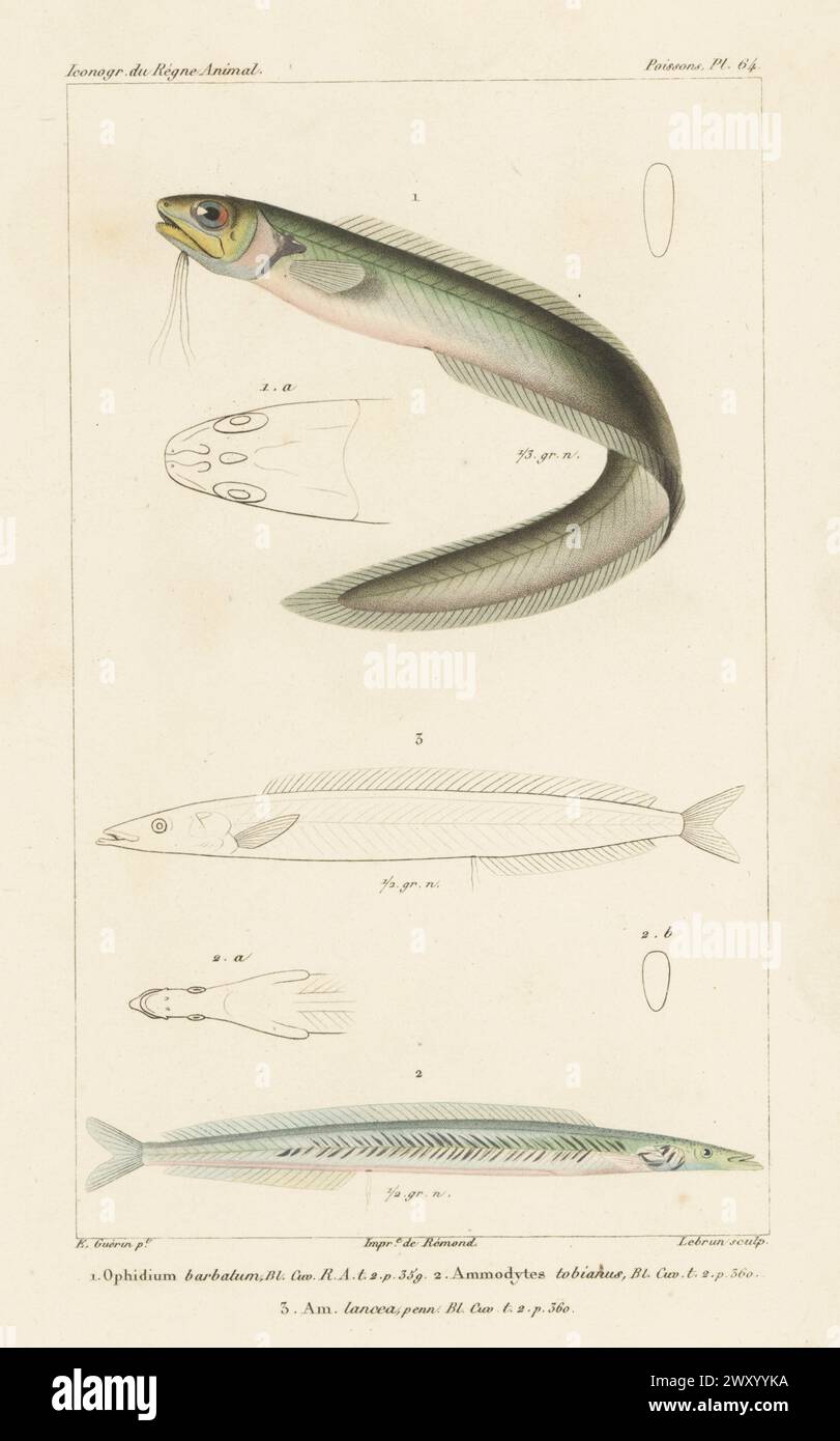 Snake blenny, Ophidion barbatum 1, lesser sand eel or sand lance, Ammodytes tobianus 2,3. Handcoloured stipple copperplate engraving by Eugene Giraud after an illustration by Felix-Edouard Guérin-Méneville from Guérin-Méneville’s Iconographie du règne animal de George Cuvier, Iconography of the Animal Kingdom by George Cuvier, J. B. Bailliere, Paris, 1829-1844. Stock Photo
