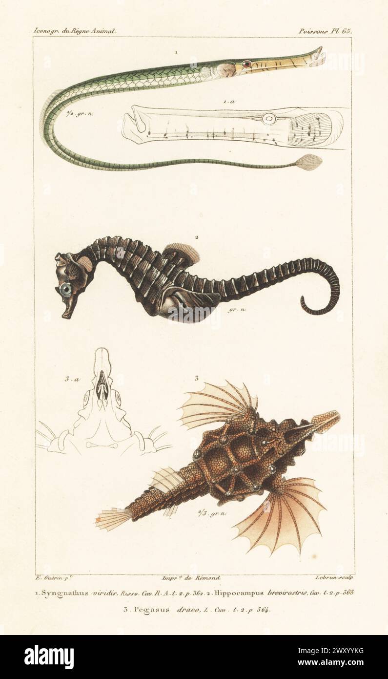 Broadnosed pipefish, Syngnathus typhle 1, short-snouted seahorse, Hippocampus hippocampus 2, and little dragonfish, Eurypegasus draconis 3. Handcoloured stipple copperplate engraving by Eugene Giraud after an illustration by Felix-Edouard Guérin-Méneville from Guérin-Méneville’s Iconographie du règne animal de George Cuvier, Iconography of the Animal Kingdom by George Cuvier, J. B. Bailliere, Paris, 1829-1844. Stock Photo