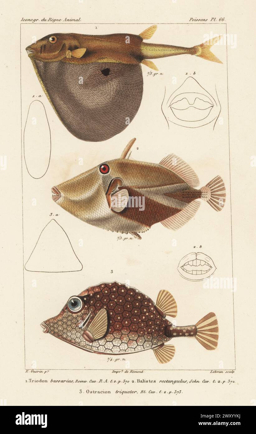 Black-spot keeled pufferfish, Triodon macropterus 1, reef triggerfish, Rhinecanthus rectangulus 2, and smooth trunkfish, Lactophrys triqueter 3. Handcoloured stipple copperplate engraving by Eugene Giraud after an illustration by Felix-Edouard Guérin-Méneville from Guérin-Méneville’s Iconographie du règne animal de George Cuvier, Iconography of the Animal Kingdom by George Cuvier, J. B. Bailliere, Paris, 1829-1844. Stock Photo