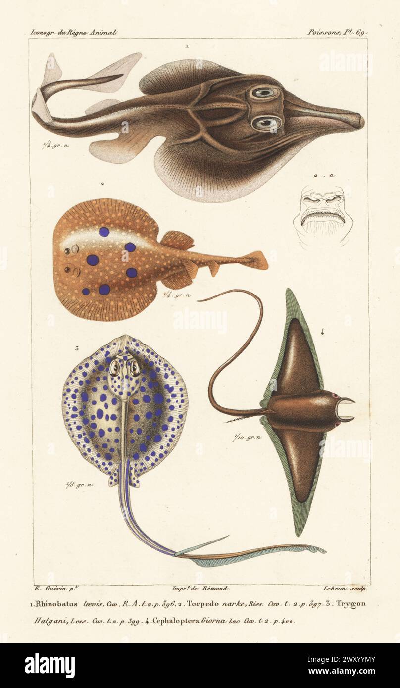 Critically endangered  smoothnose wedgefish, Rhynchobatus laevis 1, common torpedo, Torpedo torpedo 2, bluespotted ribbontail ray, Taeniura lymma 3, and endangered devil fish, Mobula mobular 4. Handcoloured stipple copperplate engraving by Eugene Giraud after an illustration by Felix-Edouard Guérin-Méneville from Guérin-Méneville’s Iconographie du règne animal de George Cuvier, Iconography of the Animal Kingdom by George Cuvier, J. B. Bailliere, Paris, 1829-1844. Stock Photo