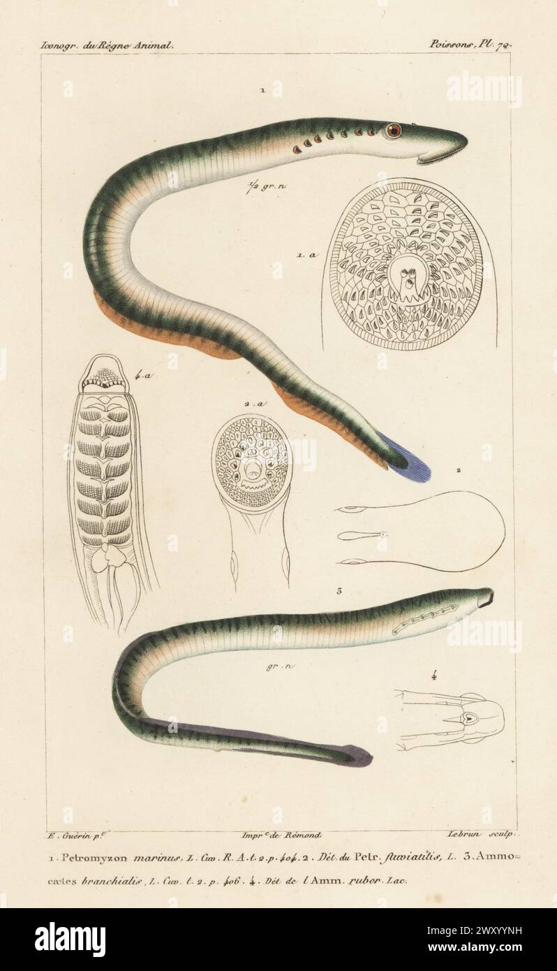 Sea lamprey, Petromyzon marinus 1,4, and European river lamprey, Lampetra fluviatilis 2,3. Handcoloured stipple copperplate engraving by Eugene Giraud after an illustration by Felix-Edouard Guérin-Méneville from Guérin-Méneville’s Iconographie du règne animal de George Cuvier, Iconography of the Animal Kingdom by George Cuvier, J. B. Bailliere, Paris, 1829-1844. Stock Photo