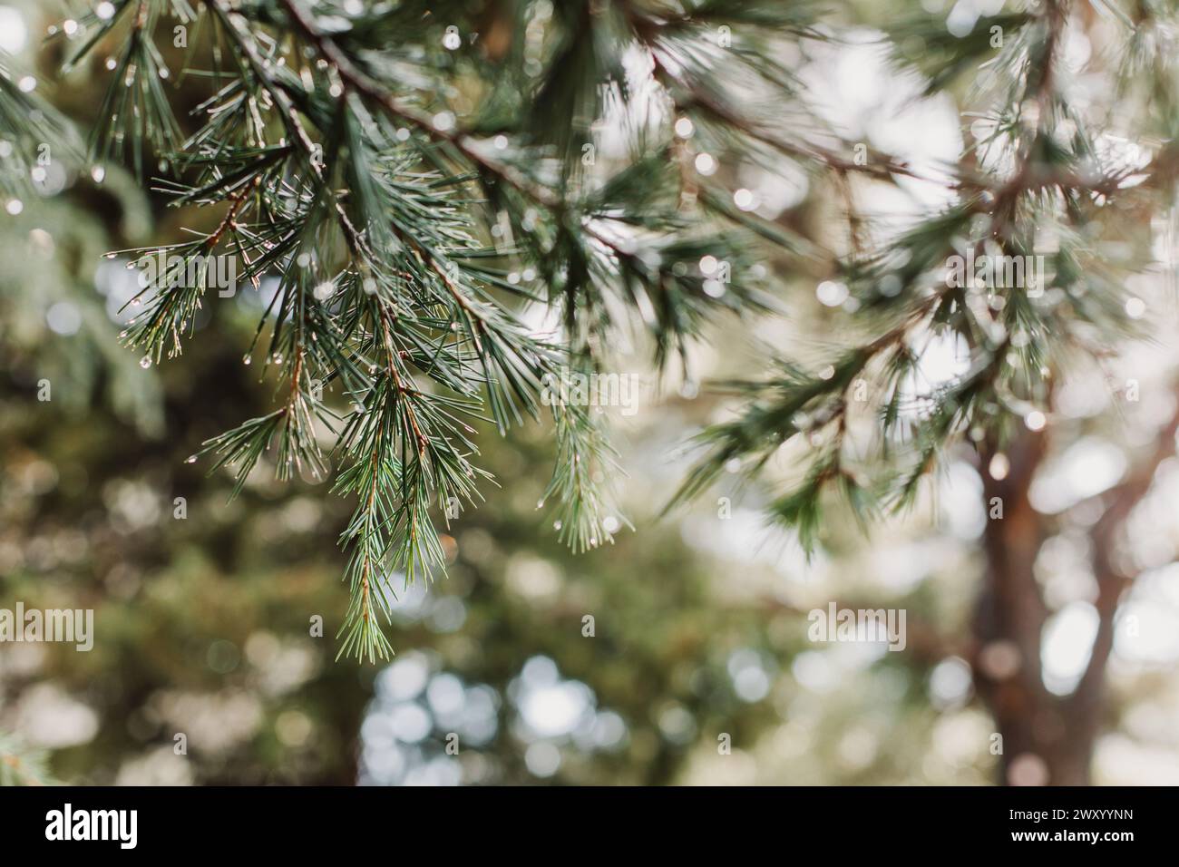 Raindrops on a fluffy fresh branches of larch. Close-up. Selective focus. Stock Photo