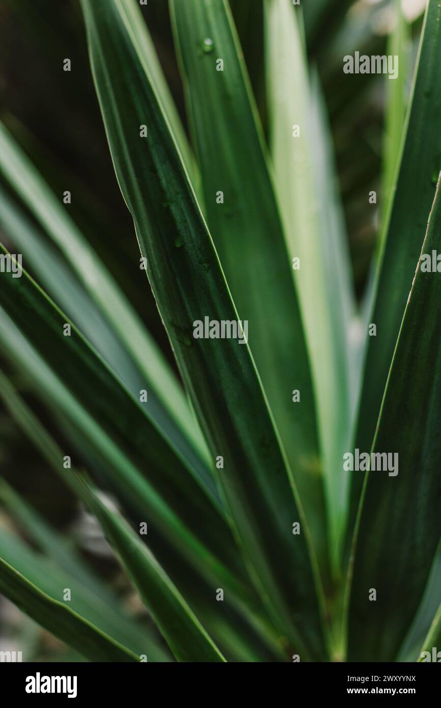 Fresh green Yucca leaves in a garden after the rain. Close-up. Stock Photo