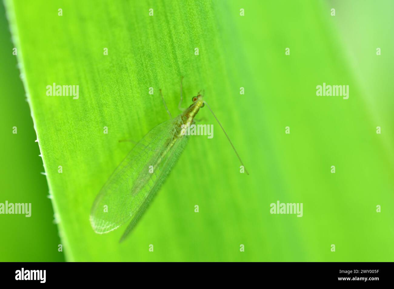 A lacewing, an insect with transparent wings, sits on a green leaf. Stock Photo
