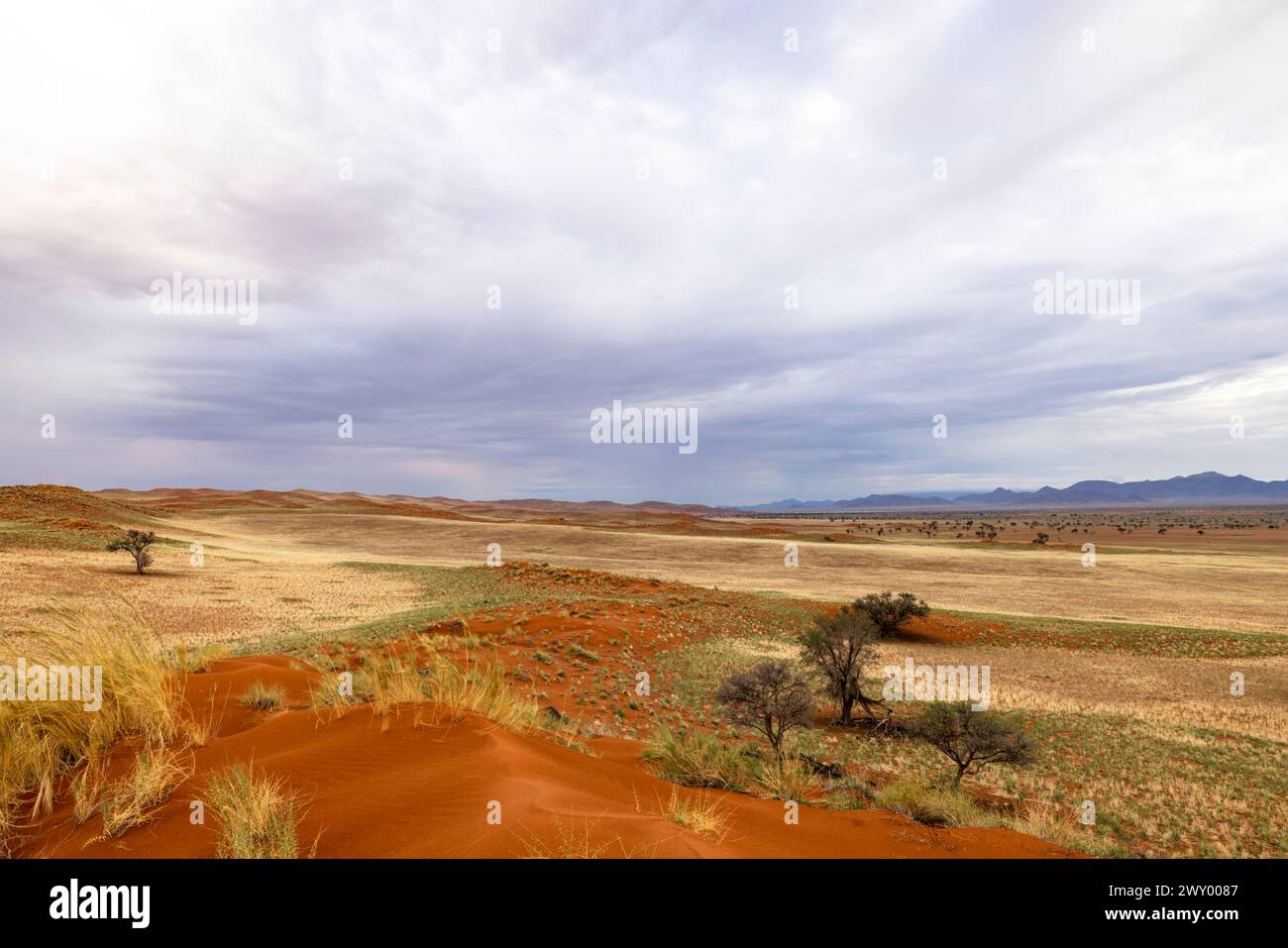 Grass covered red sand dune Namibrand NR Namibia Stock Photo