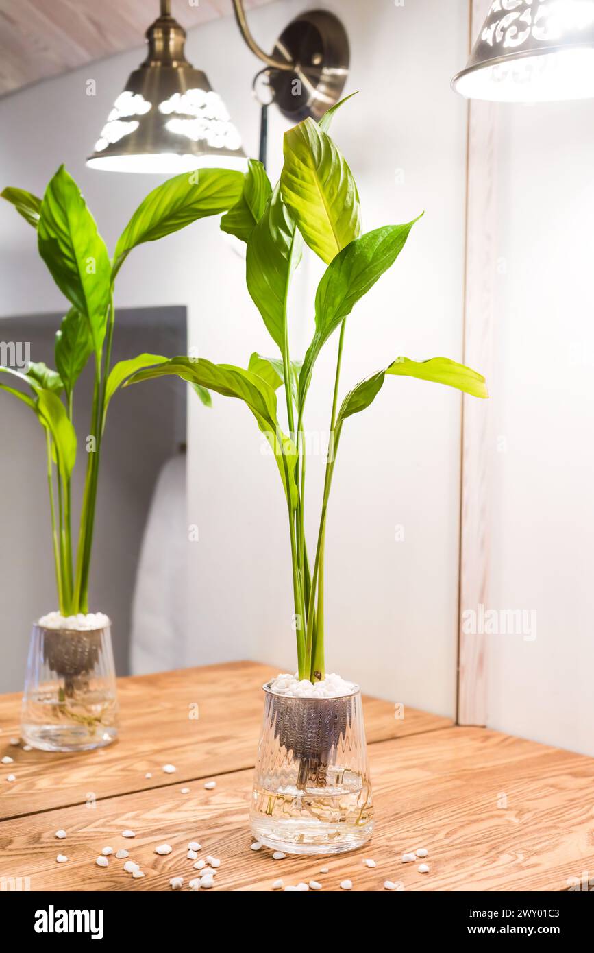 Spathiphyllum cochlearispathum commonly called peace lily growing in water in glass Stock Photo