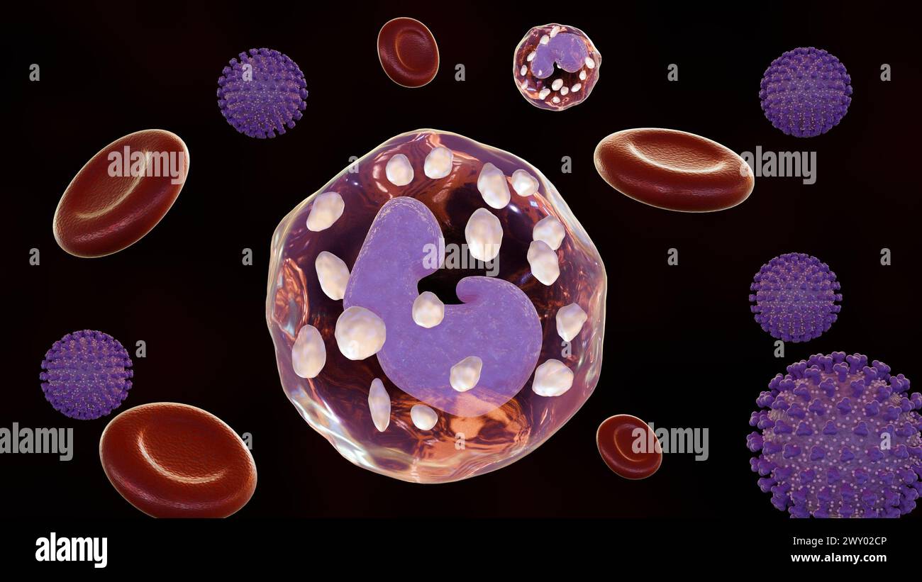 3d rendering of CMV or cytomegalovirus can be transmitted from blood ...