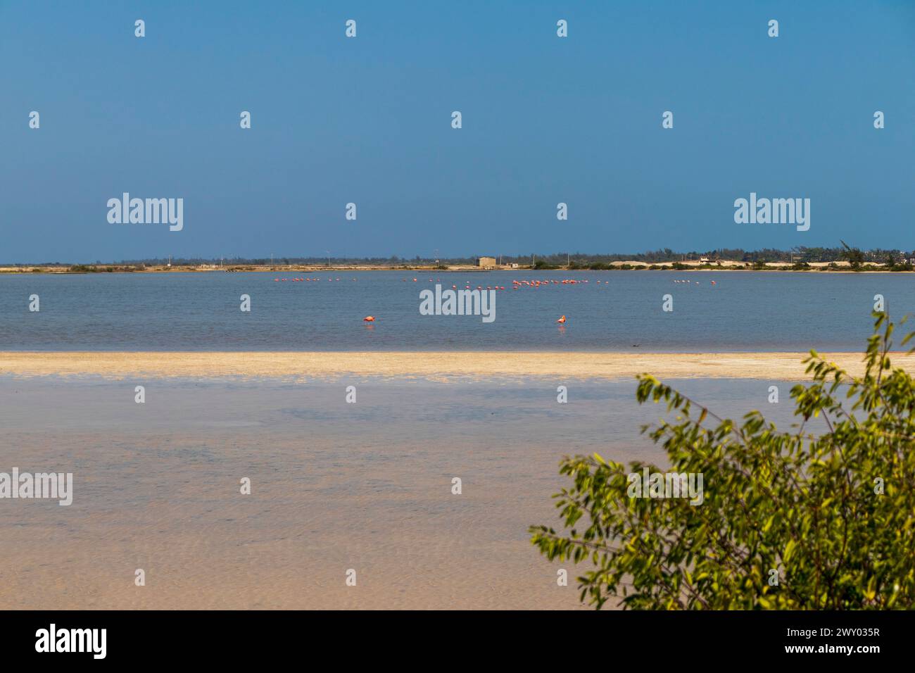 Bird activity shot hi-res stock photography and images - Alamy