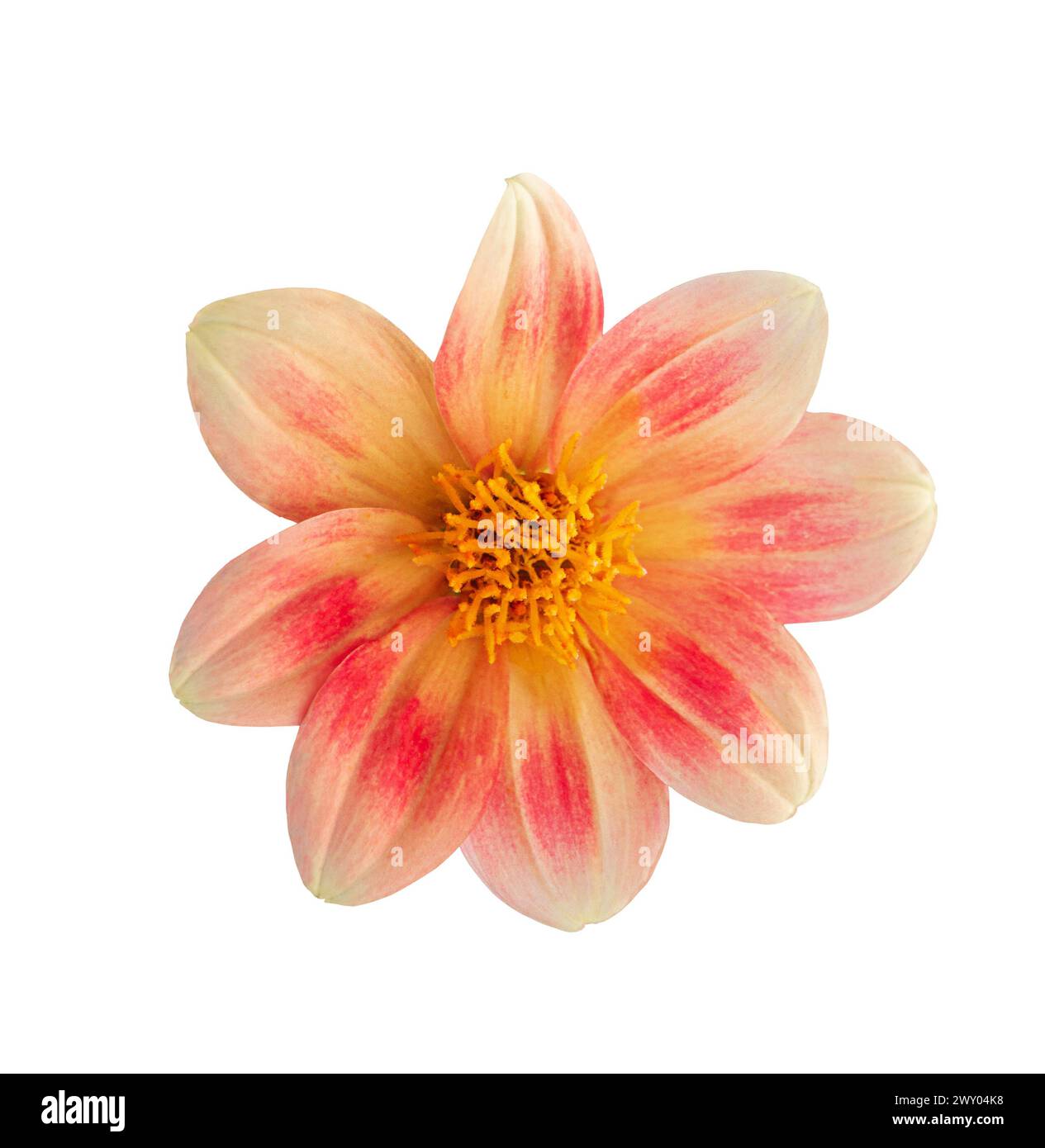 White and pink Dahlia flower 'Jolly Fellows' close-up on white isolated background Stock Photo