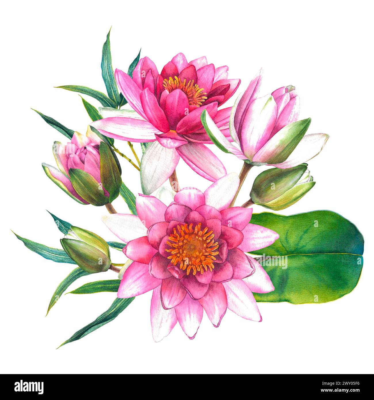 Watercolor flowers painting, floral bouquet illustration with pink water lilies, buds, green leaves and bamboo twigs isolated on background. Stock Photo