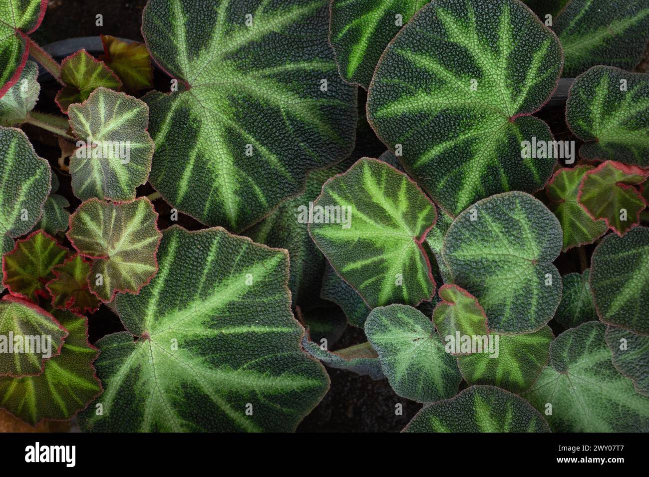 Beautiful Begonias Leaves plants pattern for nature background. Stock Photo