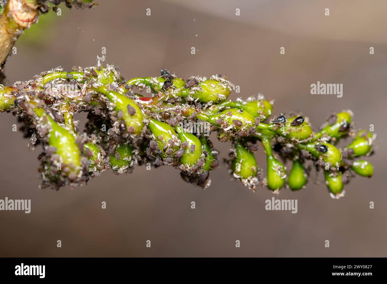 Dense aphid population covering the branches of Gliricidia sepium plant in Pune, India. Stock Photo