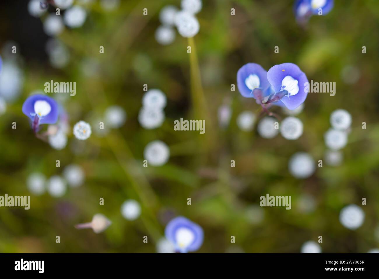 A selective focus shot captures the delicate beauty of Utricularia reticulata, a carnivorous plant with ethereal blue flowers, amid a soft, bokeh back Stock Photo