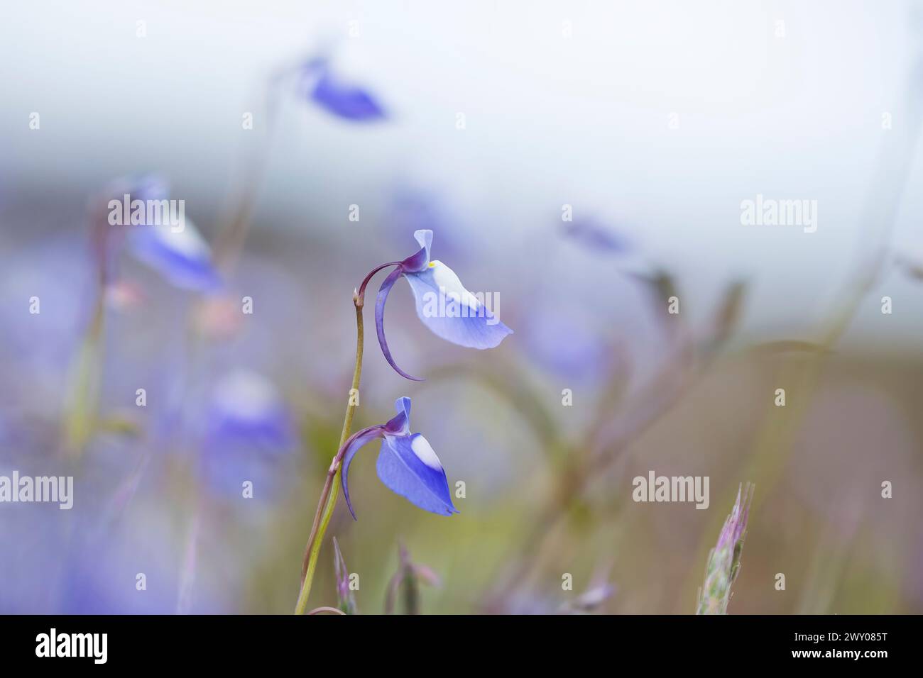 Dreamy blue Utricularia reticulata flowers sway in the gentle breeze, captured in a soft-focus photograph with a hazy, misty background. Stock Photo