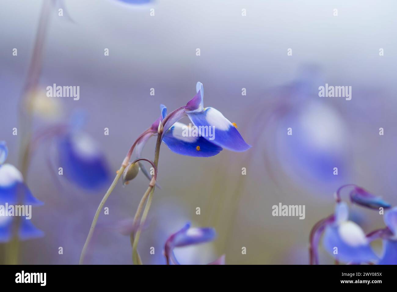 Ethereal beauty of wildflowers hi-res stock photography and images - Alamy