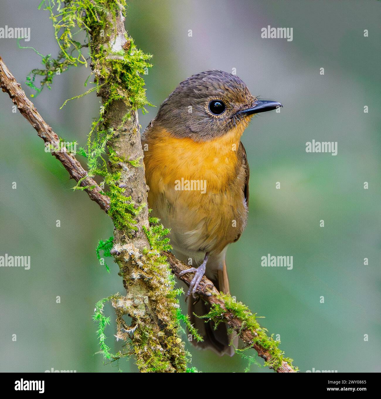 The hill blue flycatcher (Cyornis whitei) is a species of bird in the family Muscicapidae. It is found in southern China, northeastern India Stock Photo
