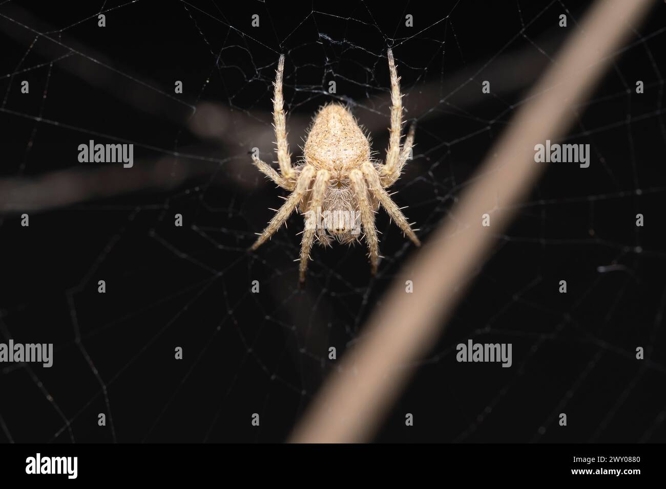 A detailed close-up of a Neoscona mukherjee spider poised on its intricate web. Stock Photo