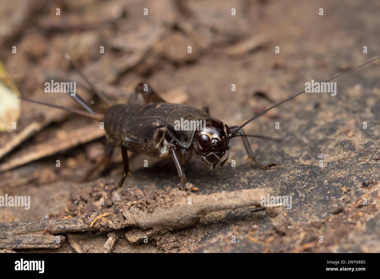 A wood cricket camouflaged among the leaf litter on the forest floor in Maharashtra, India. Stock Photo