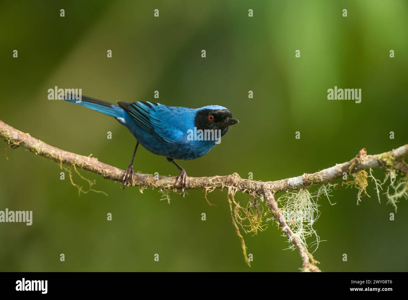 Masked Flowerpiercer (Diglossopis cyanea) perched on a branch at the Bellavista reserve in Tandayapa region, Ecuador, South America Stock Photo