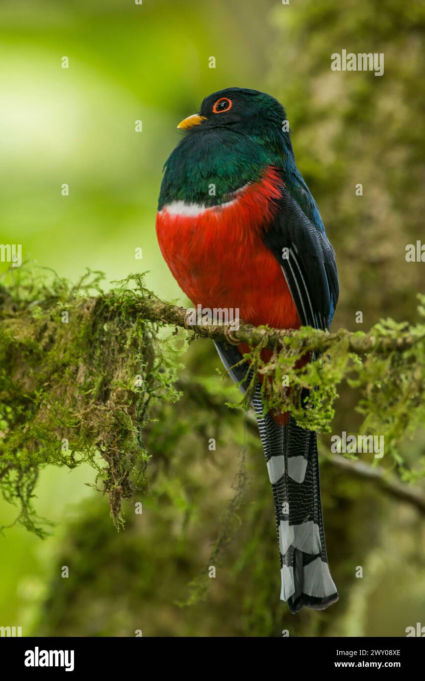 Masked Trogon (Trogon personatus assimilis) perched on a branch in the Tandayapa Valley, Ecuador, South America - stock photo Stock Photo