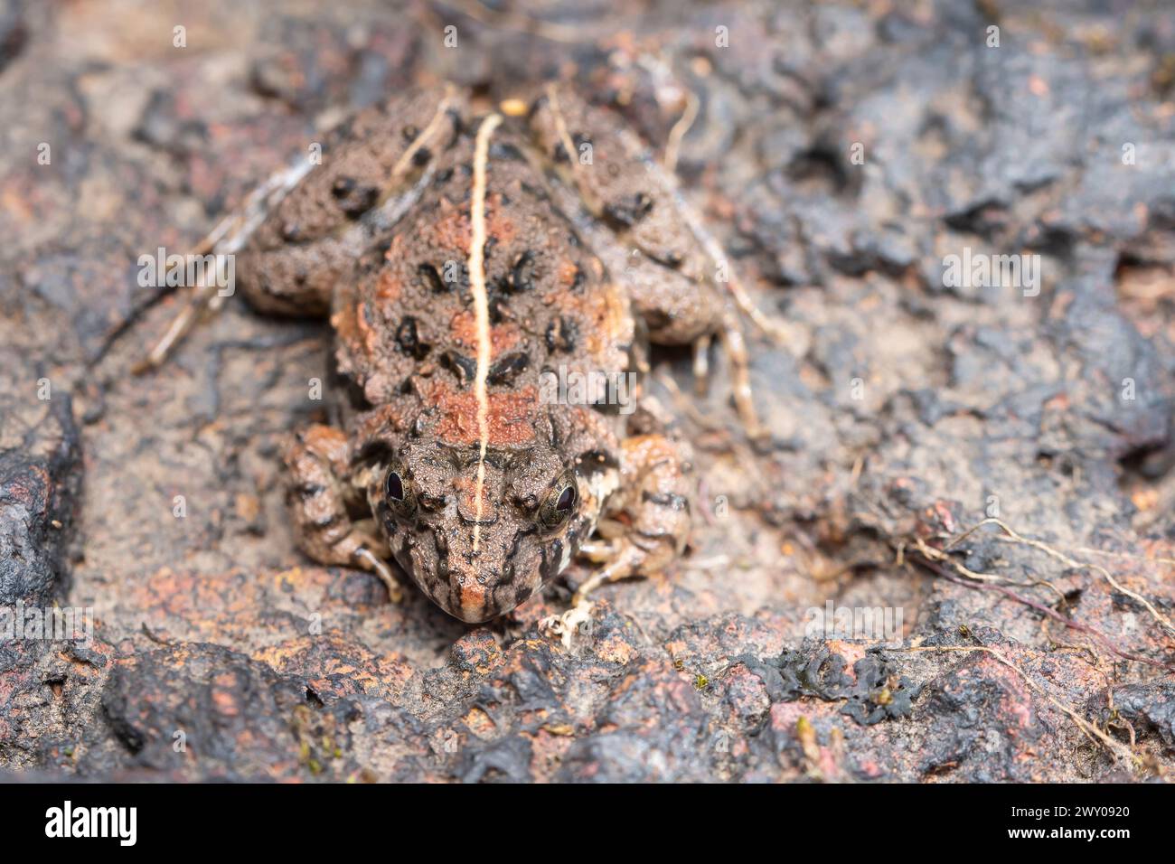 Close-up dorsal view of the Sahyadri frog, Fejervarya sahyadrensis, in its natural habitat. Stock Photo