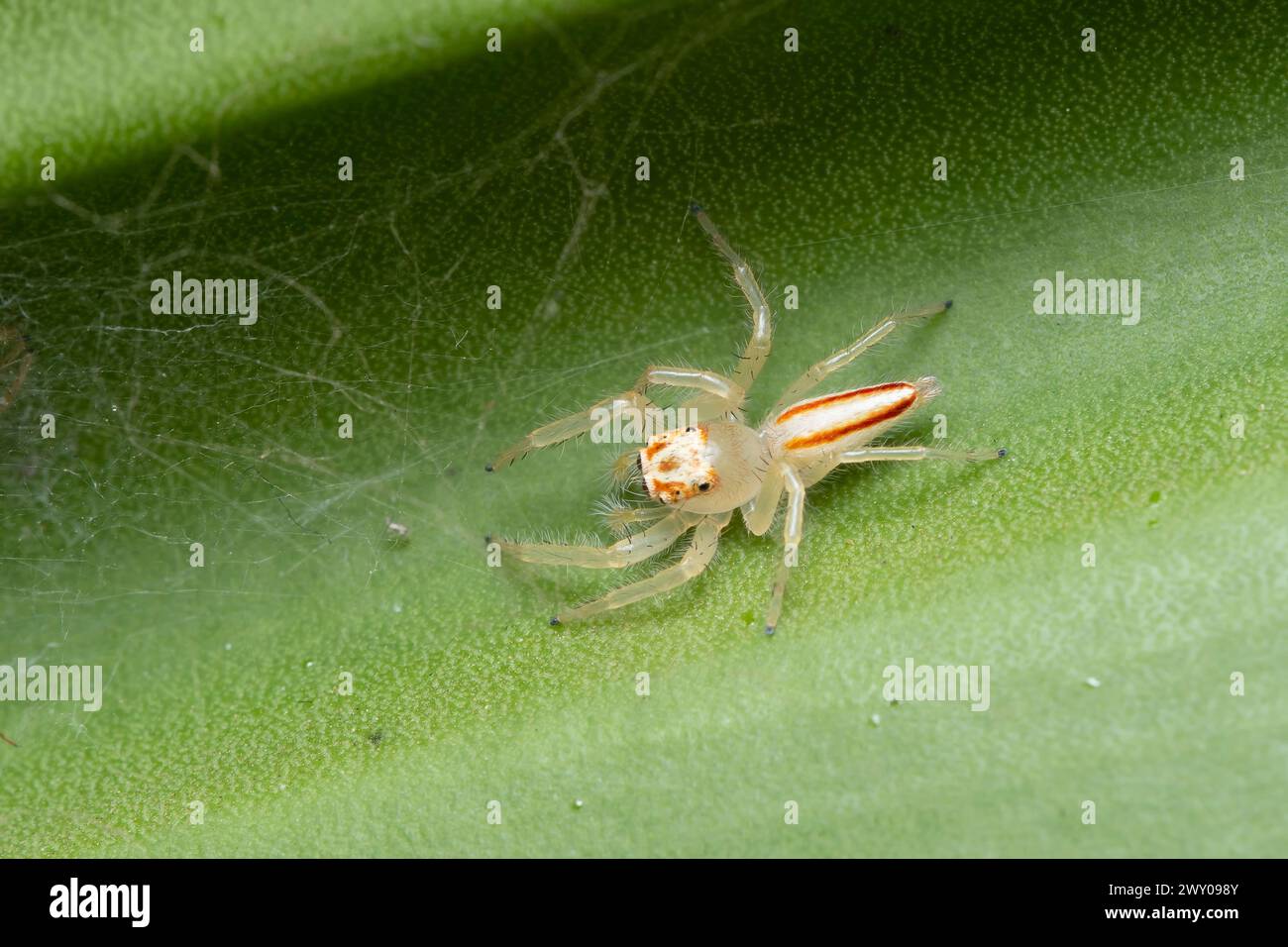 Female Tealonia dimidiata jumping spider positioned on a leaf, showcasing its dorsal patterns. Stock Photo