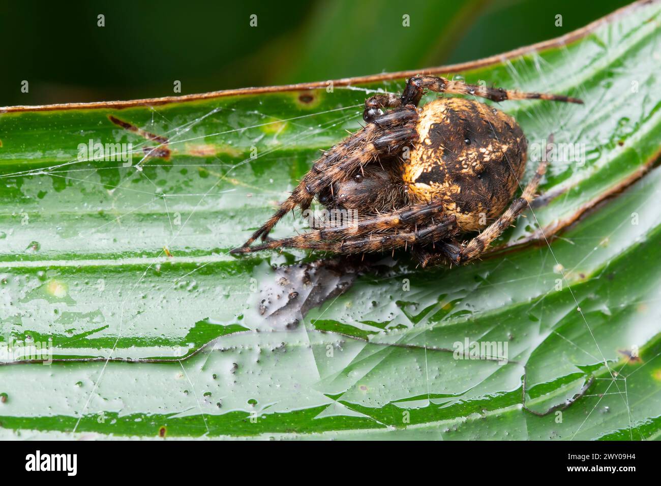 A Neoscona vigilans spider entwined in a web on a green leaf with morning dew Stock Photo