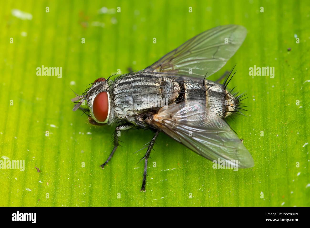 Close-up of a Sarcophaga bercaea flesh fly on a vibrant green leaf Stock Photo