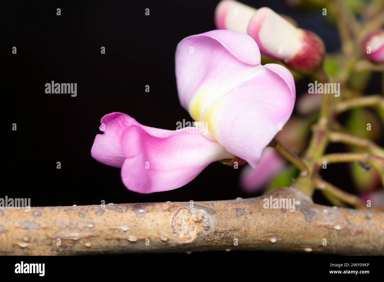 Macro shot of a vibrant pink Gliricidia sepium flower against a dark backdrop. Stock Photo