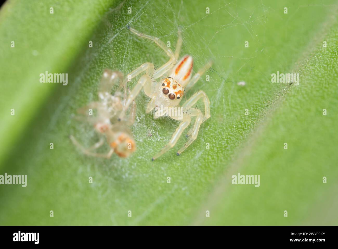 A freshly molted female Tealonia dimidiata spider in its habitat Stock Photo