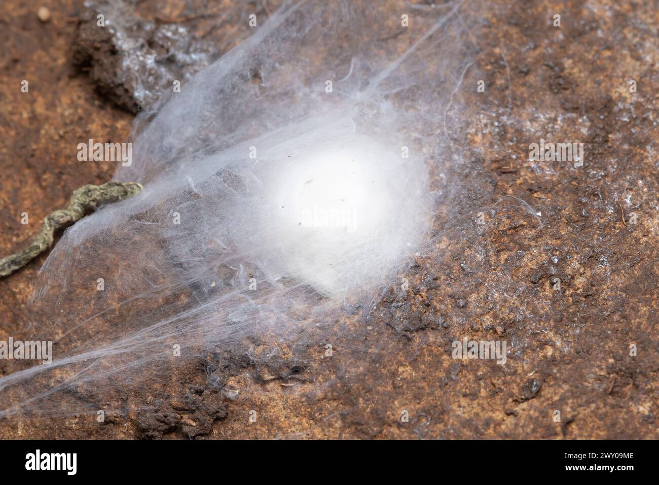 Spider Conservation Spider conservation india hi-res stock photography and images - Alamy