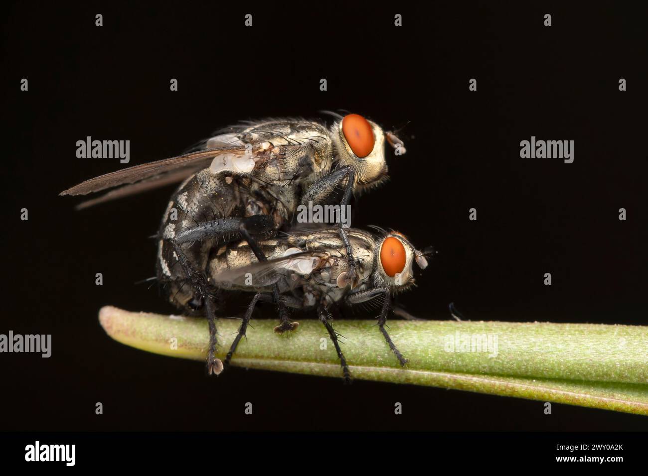 A pair of Sarcophaga bercaea flesh flies engaged in mating on a plant stem. Stock Photo